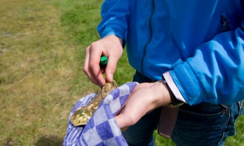 Oesters eten op het Wad